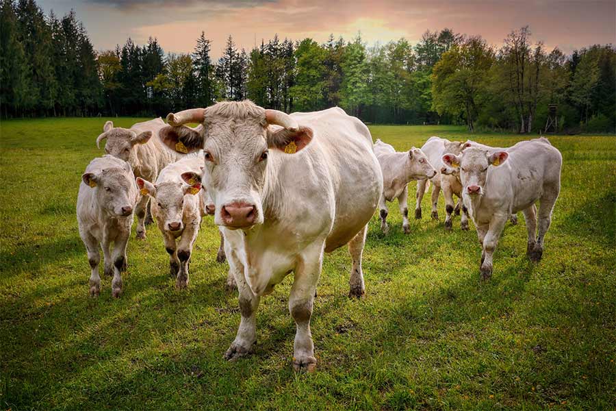 Beef Grading Myths